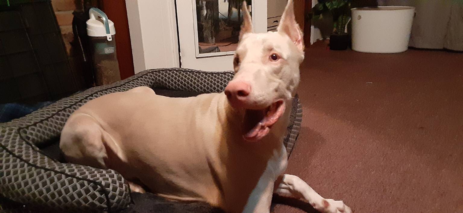 Senior dog care in Statesville